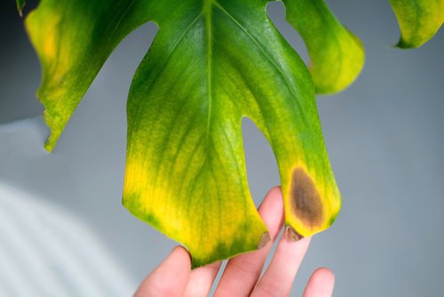 Monstera Leaves Turning Yellow 12