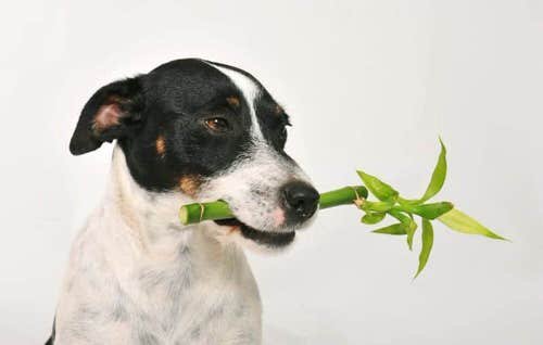 how do i stop my puppy from eating my plants