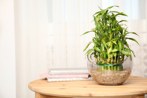 Best Indoor Plants for the Year 2022 4