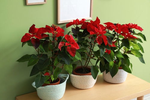 How to Get a Poinsettia to Turn Red | Make Poinsettias Red