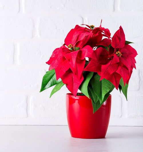 How to Get a Poinsettia to Turn Red | Make Poinsettias Red