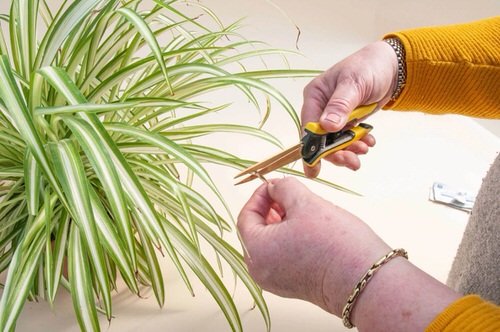Do These Things Before Planting Any Houseplants 2