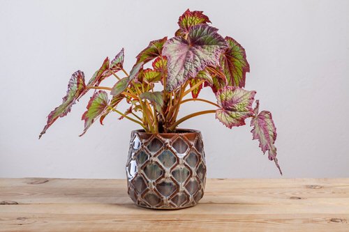 How to Propagate Rex Begonias From Leaf Cuttings
