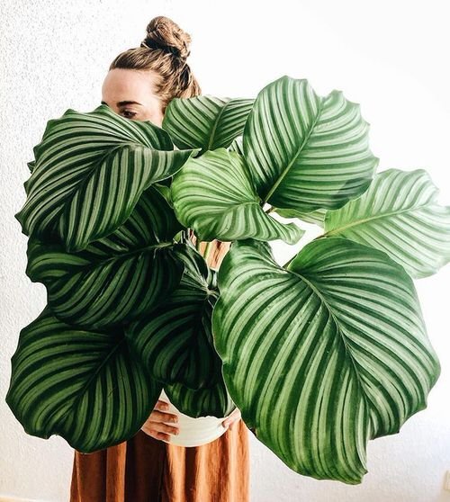 Plants' Leaʋes that are Bigger Than Your Head