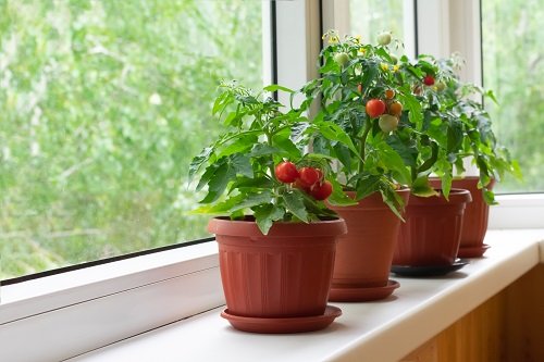 The Greatest Indoor Vegetables: What You Can Grow Indoors