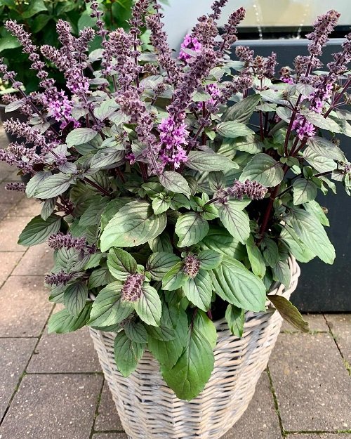 7 Best Flowering Basil Plants | What to Do With Basil Flowers 1