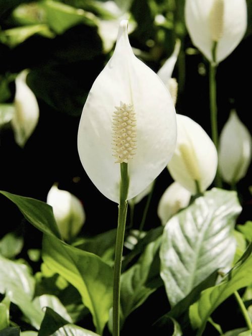 How to Get Peace Lilies to Bloom 2