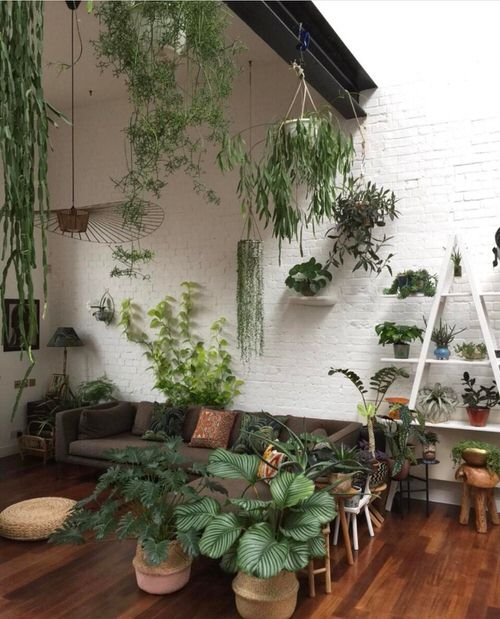 Indoor Plants Trailing from the Wall Ideas 7