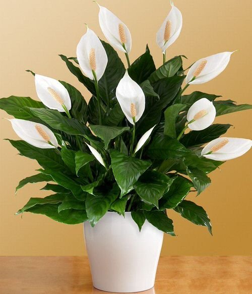 How to Get Peace Lilies to Bloom