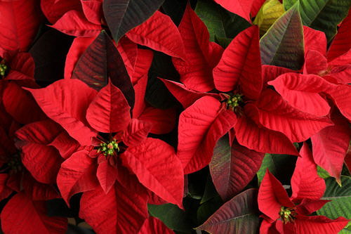 How to Get a Poinsettia to Turn Red | Make Poinsettias Red