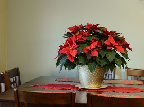Are Poinsettias Poisonous to Cats and Dogs