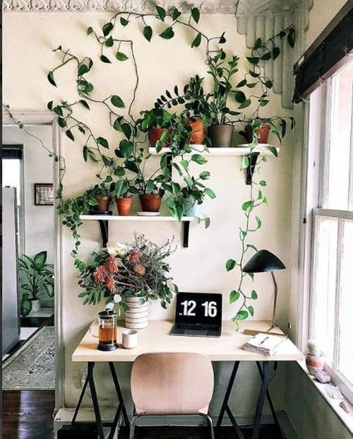 Indoor Plants Trailing from the Wall Ideas 5