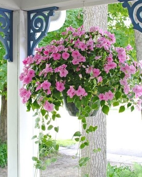 Indoor Flowering Plants for Hanging Baskets 2