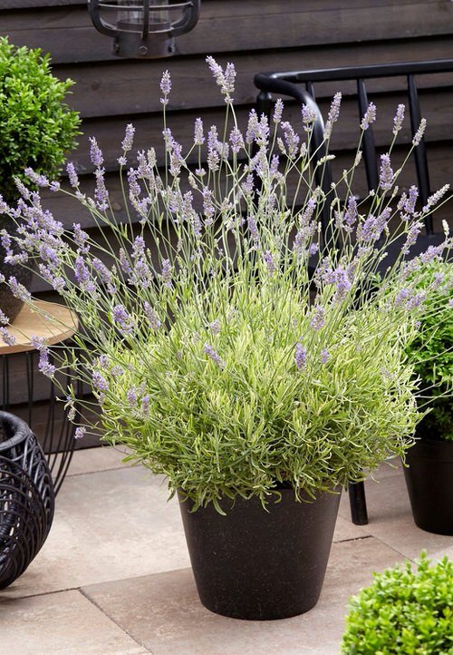 Perennial Herbs You Can Plant Once and Enjoy for Years