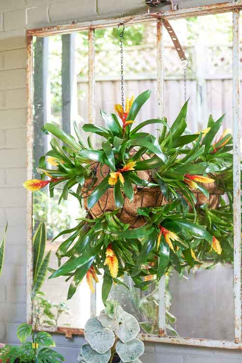 Indoor Flowering Plants for Hanging Baskets