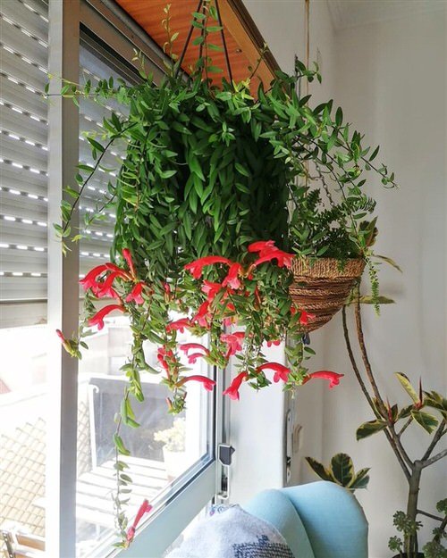 Indoor Flowering Plants for Hanging 01