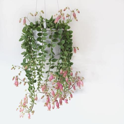 Indoor Flowering Plants for Hanging 06