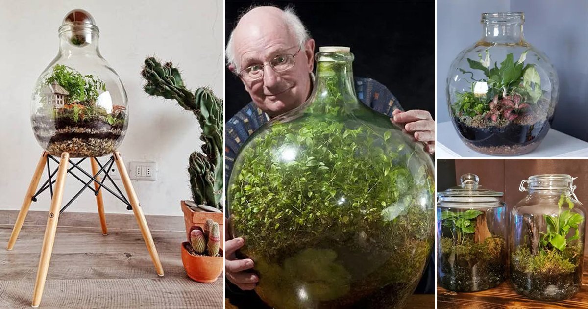 16 Sealed Bottled Ideas DIY Closed Terrariums