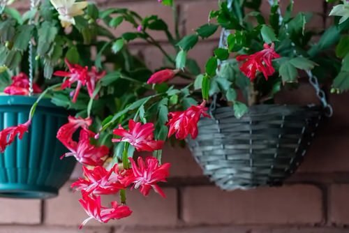 Indoor Flowering Plants for Hanging 03