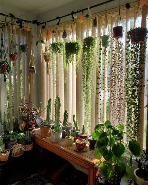 Hanging Pots of Trailing Plants on the Window