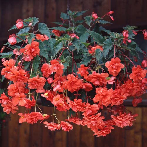Indoor Flowering Plants for Hanging 02