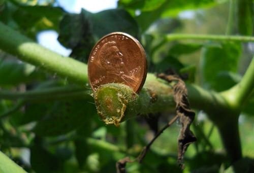 penny can Remove Blight from Plants