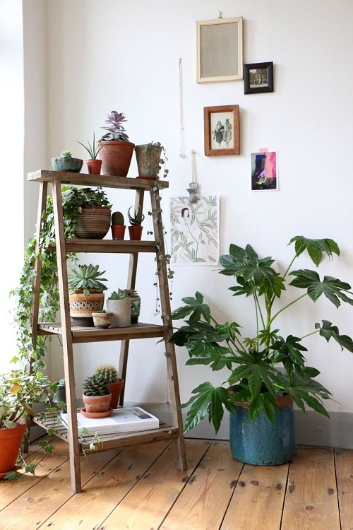  A Wooden Ladder to Display a Variety of Plants