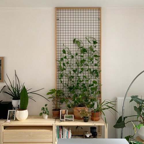 Indoor Plant Wall Decor Ideas 3
