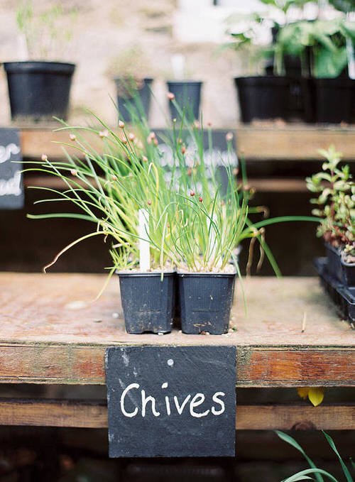 Perennial Herbs You Can Plant Once and Enjoy for Years 4