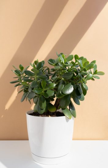 11 Best Houseplants For Seniors And People Who Forget