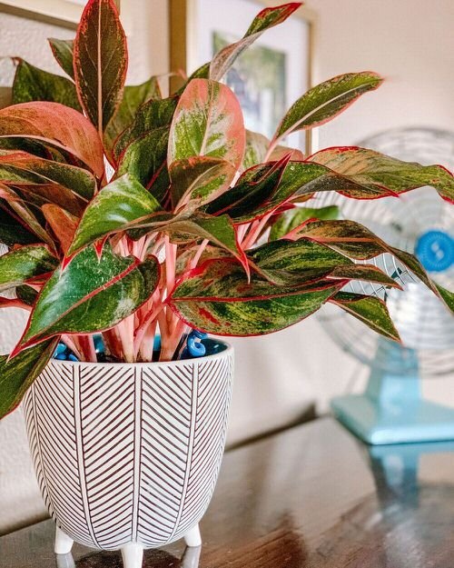  Most Colorful Aglaonema | Red Gold
