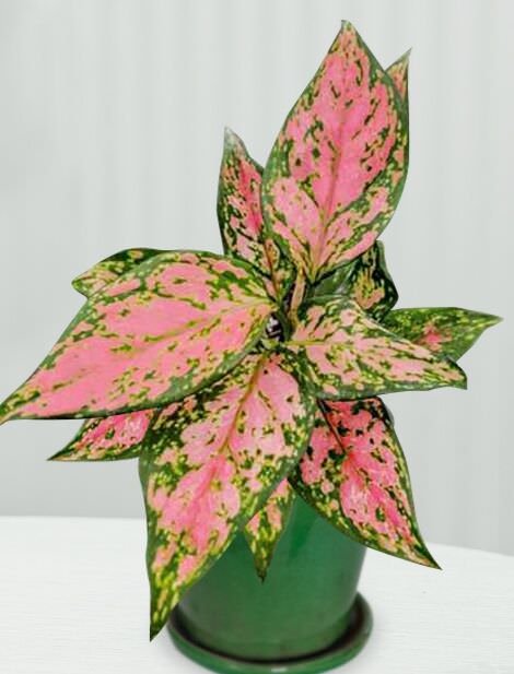 Most Colorful Aglaonema| Wishes
