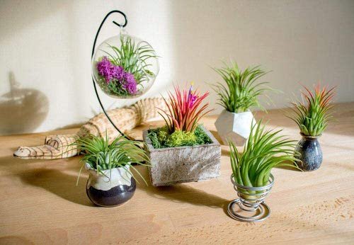 Are Air Plants Toxic to Cats and Dogs
