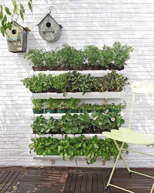 Salads Greens on Wall Shelves