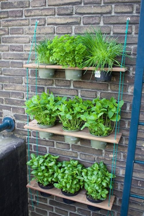  Salads Greens on Wall Shelves