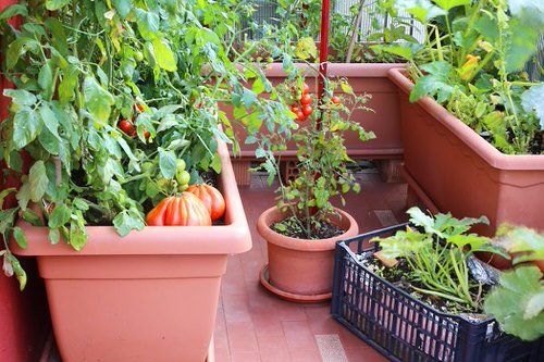 Heirloom Tomatoes in Large Containers