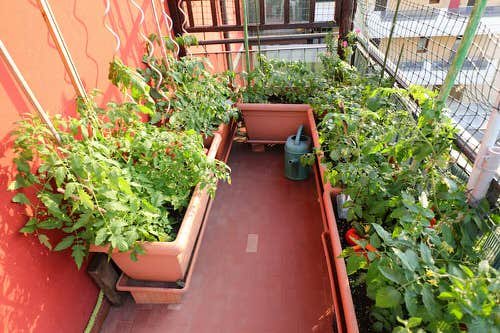 Urban Kitchen Garden for Tomatoes