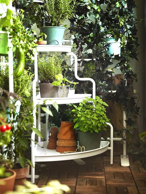 A Tall Corner Shelf to Grow Herbs and Greens in Pots