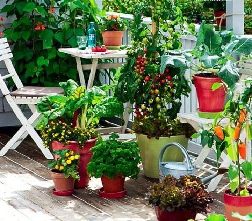 Decorative Vegetable Garden