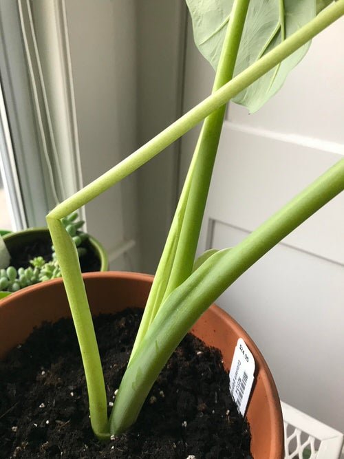 How to Fix Bent Stems of Any Houseplant