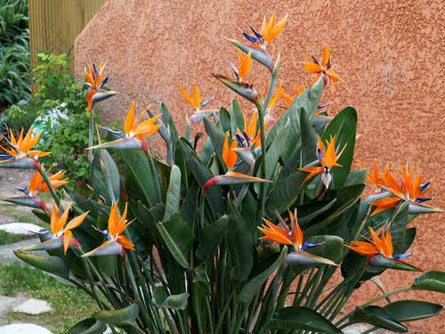 How to Get Bird of Paradise to Bloom 2