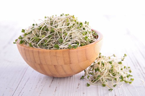 How to Grow Broccoli Sprouts 