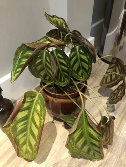 Calathea Leaves Turning Brown and Yellow | Calathea Brown Edges