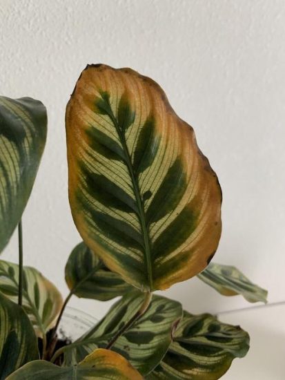 Calathea Leaves Turning Brown and Yellow | Calathea Brown Edges