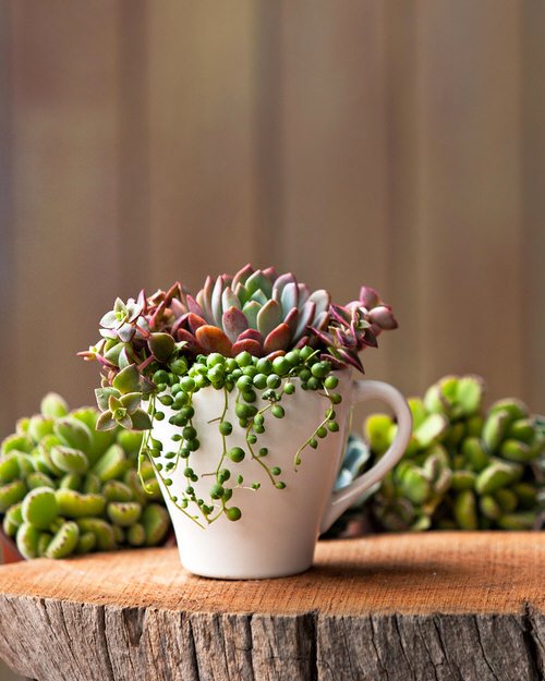Household Succulent Containers Ideas 18
