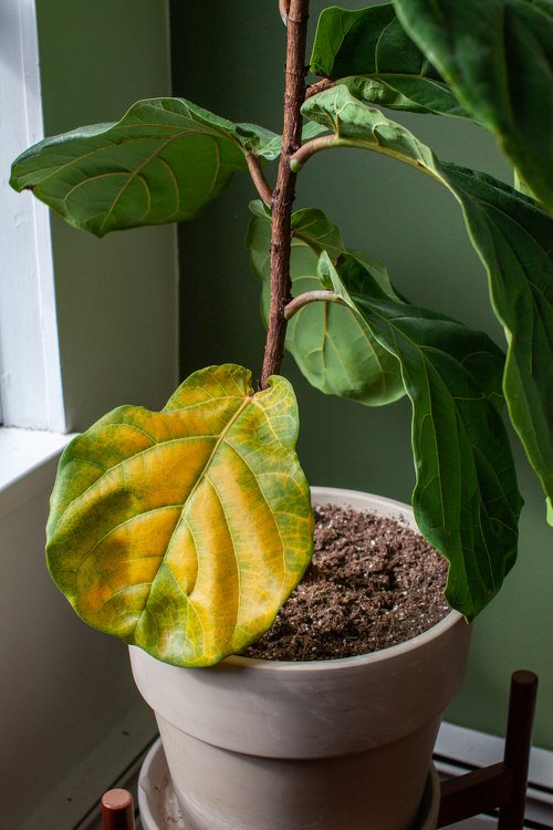 image showing Common Issues with Fiddle Leaf Fig