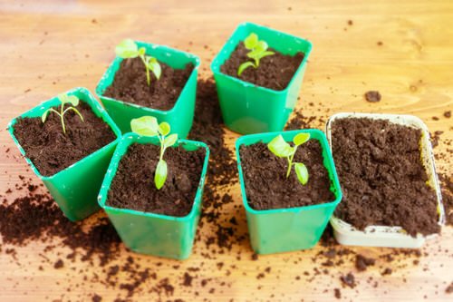Seed Starting Tricks to Grow Eggplants Effortlessly