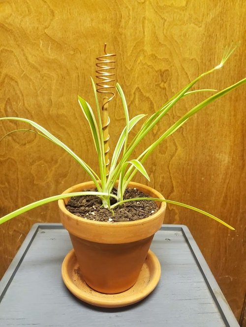 growing spider plant by electro culture