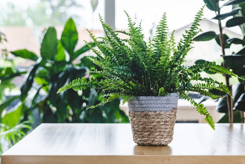 How to Grow Ferns from Ferns