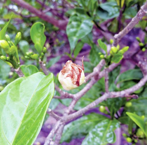 Gardenia Buds Turning Brown and Falling Off